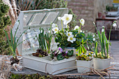 Pot arrangement with Christmas rose, early spring cyclamen, winterling and snowdrop