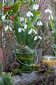 Snowdrops without soil in glass with bark