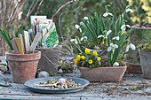 Arrangement with snowdrops and winterling, clay pots with stick-in labels and seed bags
