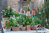 Pots of snowdrops, grape hyacinths and daffodils