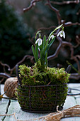 Snowdrops and moss in vintage wire basket
