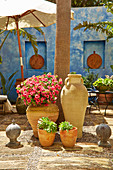 Petunias and succulents in clay pots in Majorcan courtyard