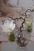 Amaryllis flowers in small jars hung from branch of contorted hazel in glass vase