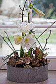 Arrangement of amaryllis, twigs and autumn leaves in zinc tub