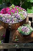 Sweet William flowers in cake tins