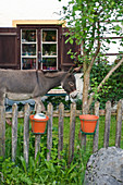 Blick über Zaun auf Esel und Hofladen