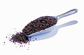 Poppyseeds on a scoop against a white surface