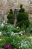 Clipped box bushes and primulas in cottage garden in spring