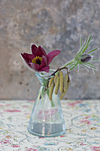 Pasque flower (Pulsatilla vulgaris) and hazel catkins in glass vase