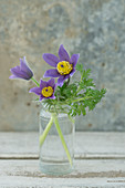 Posy of pasque flower