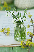 Small bouquet of snowdrops next to a twig of Cornelian cherry