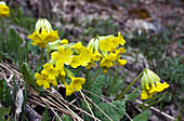 Hohe Wiesenschlüsselblume, Russische Schlüsselblume (Primula veris ssp. macrocalyx), gelbe Blüten