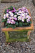 Stemless primrose (Primula vulgaris) 'Woodland Walk' in flowerpot