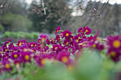 Rote Blüten der Kissenprimel (Primula pruhoniciana) 'Lebensfreude'