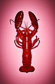 A cooked lobster on a pink surface