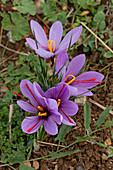 Cluster of Crocus sativus Greek saffron flowers growing
