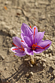 Violett blühender griechischer Safran (Crocus sativus) auf dem Feld