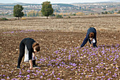 Two women harvesting Greek saffron
