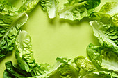 Flatlay with romaine leaves arranged on green background