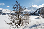 Switzerland, Engadin, cross-country skiing at Lake Sils