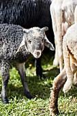 Alpines Steinschaf sheep, Wimbachklamm, Ramsau bei Berchtesgaden, Bavaria, Germany