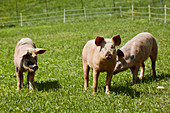 Alpine pigs near Berchtesgaden, Bavaria, Germany