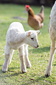A little lamb in a field