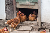 Happy hens in front of a hen house