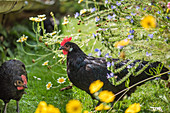 Young hens in a field of flowers