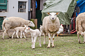 Mother sheep with lambs in a farmer's field
