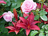Blüten von Lilie 'Cavoli' und Rose 'Crescendo'