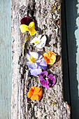 Viola flowers on piece of bark