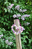 Heart-shaped wreath of lilac in front of lilac bush