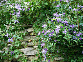Clematis 'Arabella' an Natursteinmauer