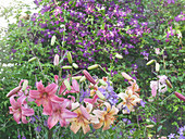 Lilies bloom in front of Clematis 'Etoile Violette'