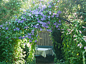 Clematis 'Perle d'Azur' on the rose arch with a view of the seating area