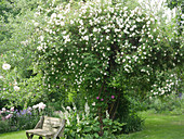 Rambler rose 'Lykkefund' and clary sage 'Vatican White' with bench