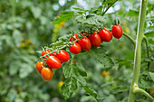 Lange Tomatenrispe im Treibhaus