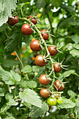 Black cherry tomato vine in a greenhouse