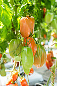 Andean horn tomatoes in a greenhouse
