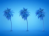 Three palm trees, illustration