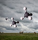 Methane and livestock, illustration.