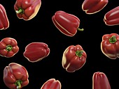 Bell peppers, illustration