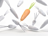 Carrots, illustration