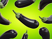 Eggplants, illustration