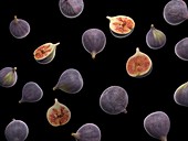 Figs, illustration