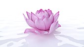 Lotus flower, illustration