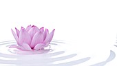Lotus flower, illustration