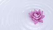 Lotus flower, illustration