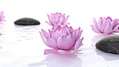 Lotus flowers and stones, illustration